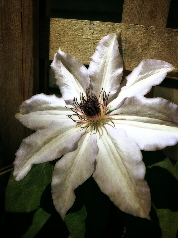 Clematis Climbing Photograph by Michelle Calkins