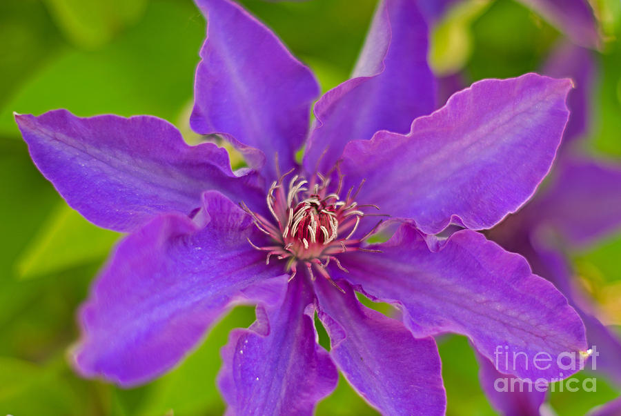 Clematis Close - Up Photograph by Kelly Black