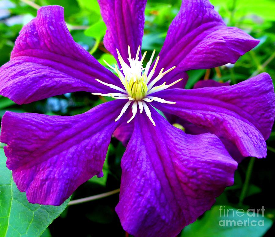 Clematis Photograph by Cristina Stefan