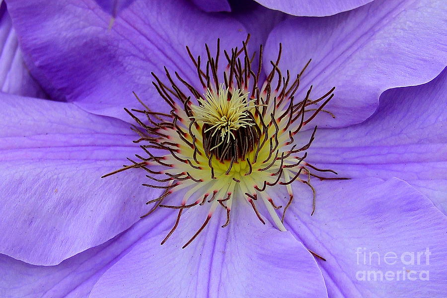 Clematis Crown Flower Art Photograph by Reid Callaway