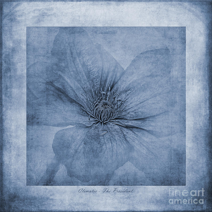 Nature Photograph - Clematis Cyanotype by John Edwards