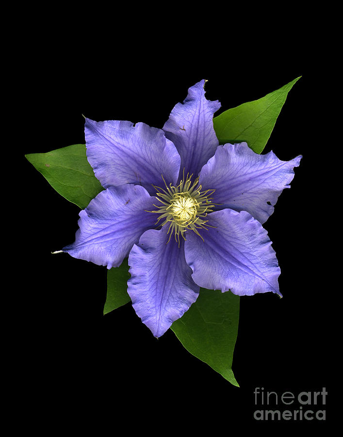 Cool Photograph - Clematis by Dale Hoopingarner