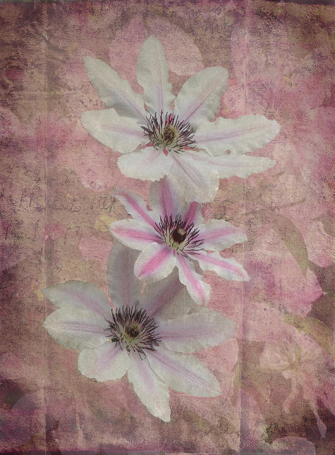 Clematis Divine by Angie Vogel - Fine Art America