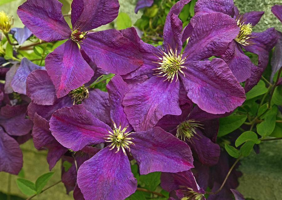 Clematis 'Dorothy Walton' Photograph by Science Photo Library | Pixels