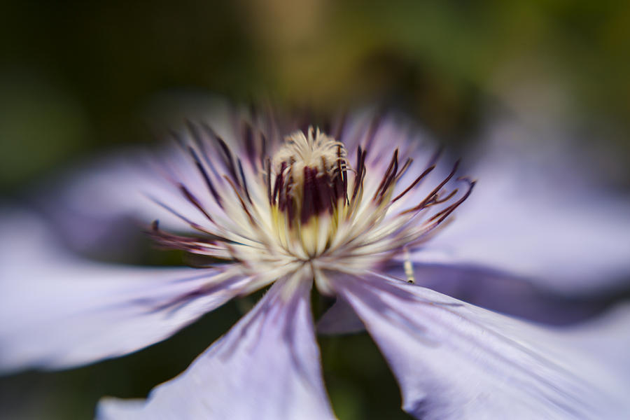 Clematis Dream 1 Photograph by Scott Campbell
