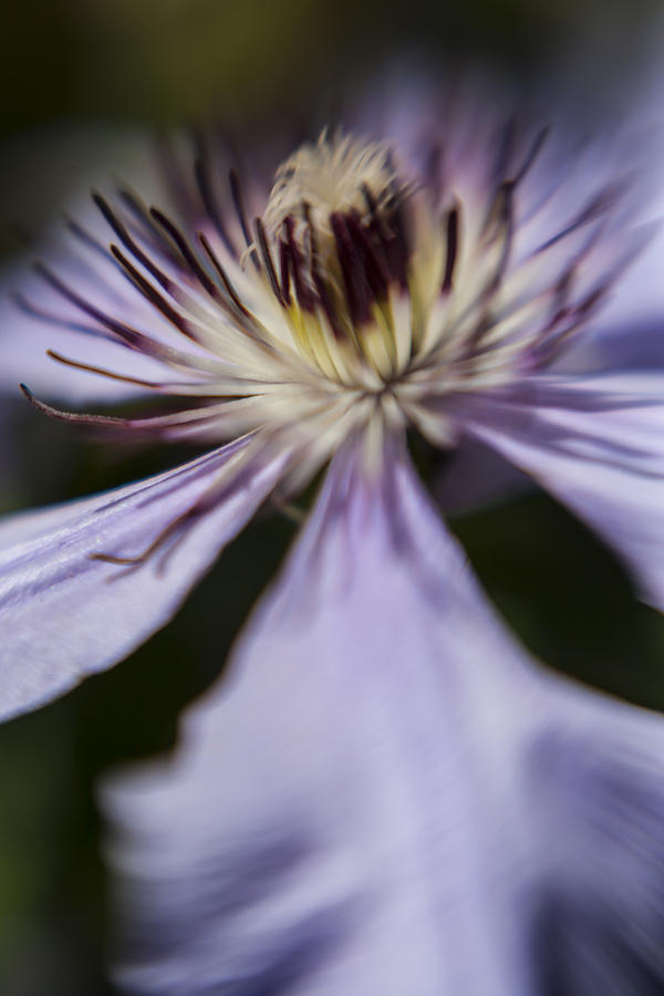 Clematis Dream 2 Photograph by Scott Campbell