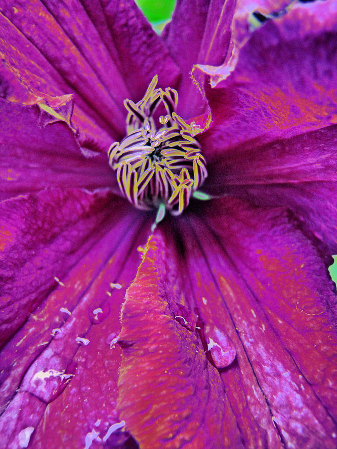 Clematis Dynamic Photograph by Lora Fisher