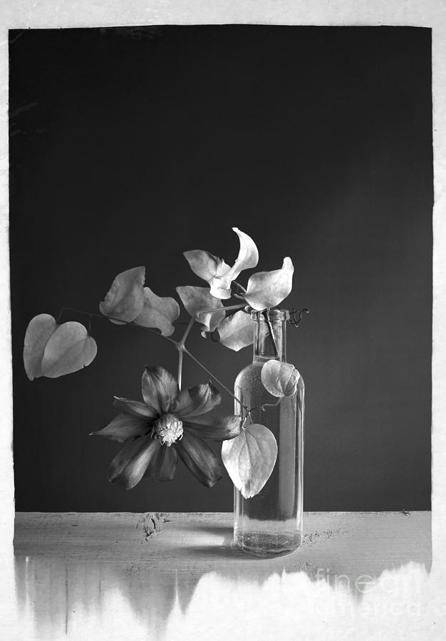 Still Life Photograph - Clematis by Elena Nosyreva