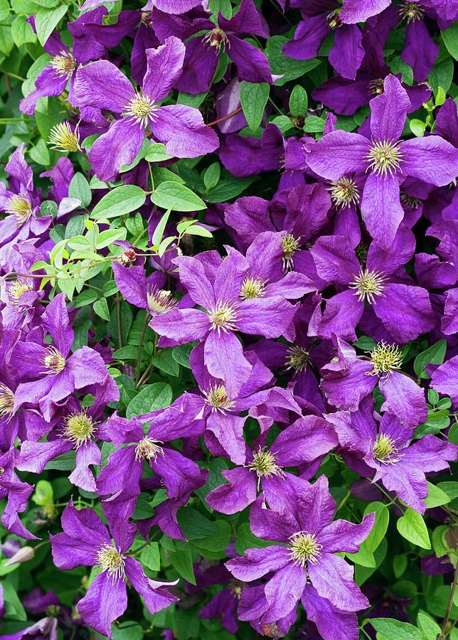 Clematis etoile Violette Photograph by Geoff Kidd/science Photo Library
