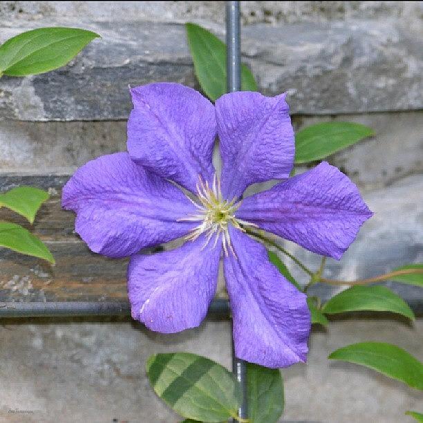 Summer Photograph - Clematis by Eve Tamminen