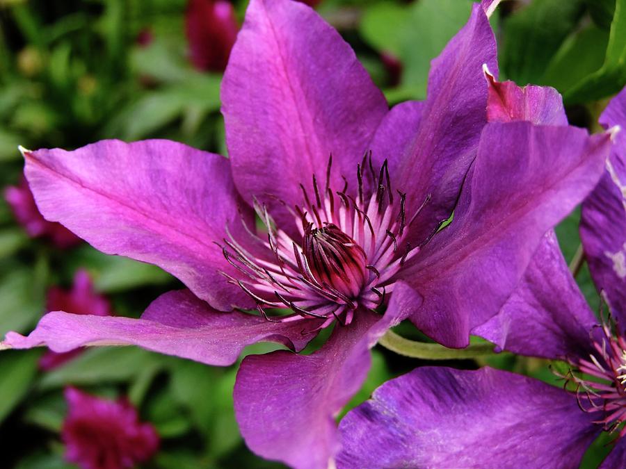 Clematis Fleuri Evipo 042 Photograph by Ian Gowland/science Photo Library