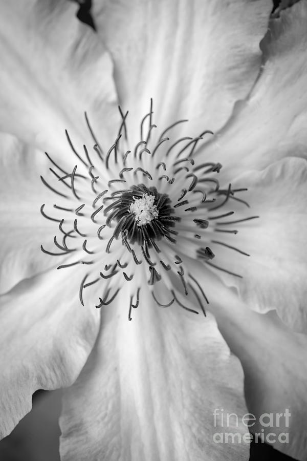 Clematis Flower Black and White Photograph by Edward Fielding