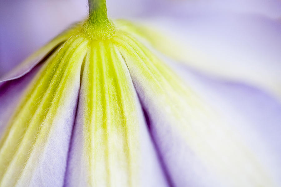 Flower Photograph - Clematis Flower I by Natalie Kinnear