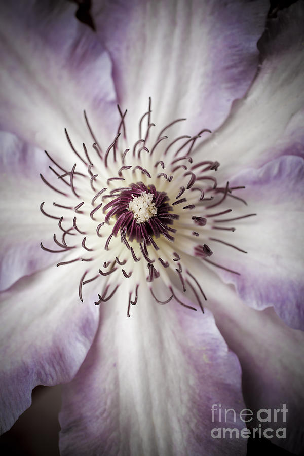 Nature Photograph - Clematis Flower Purple by Edward Fielding