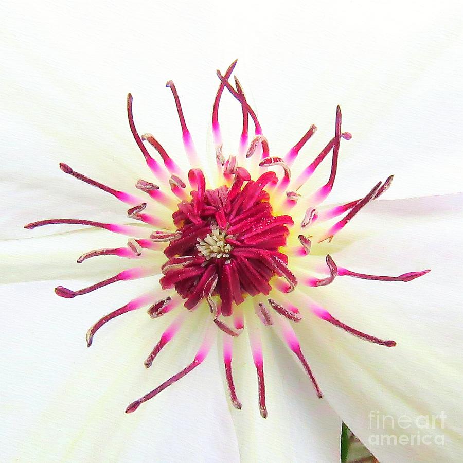 Clematis Flower  Photograph by Scott Cameron