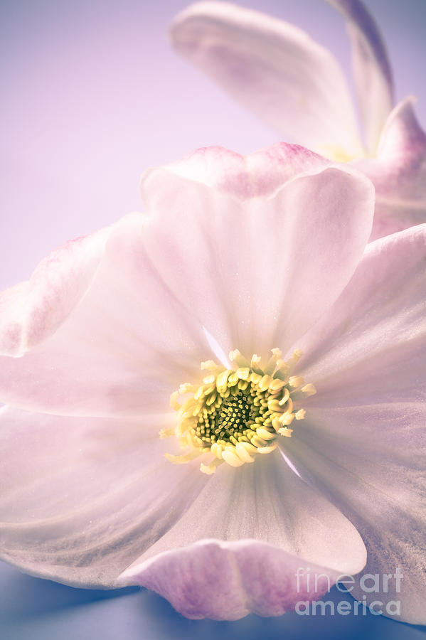 Still Life Photograph - Clematis Flowers 4 by Jan Bickerton