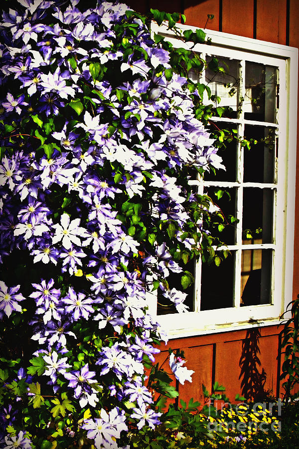 Clematis Frame Photograph by Mindy Bench