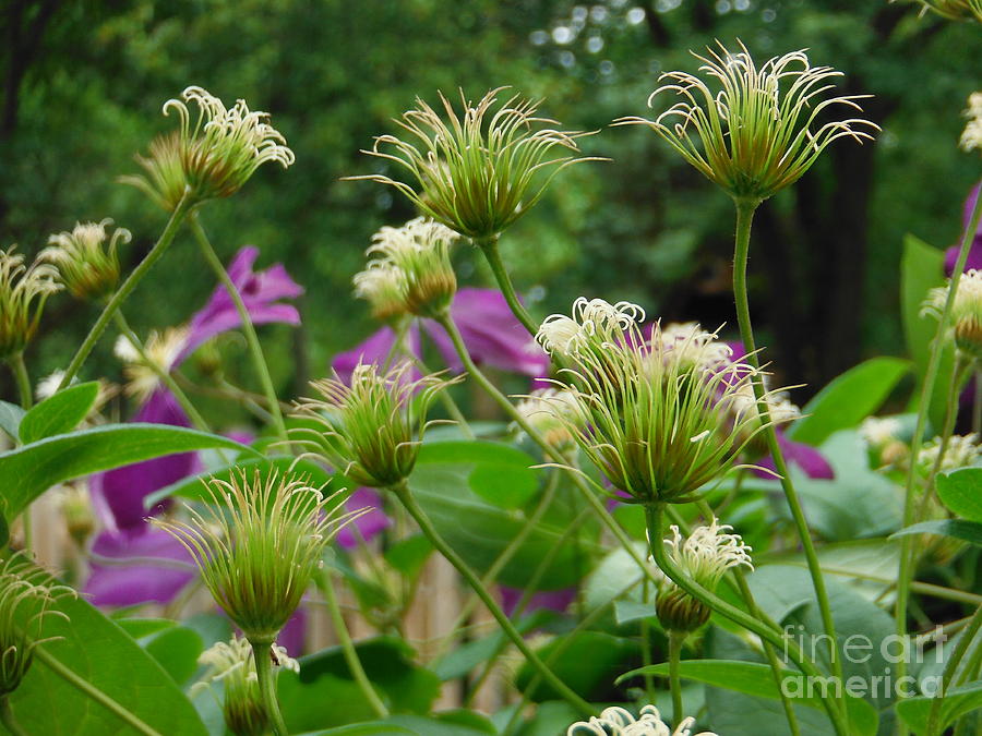 Clematis From The Joyous Garden 13 Photograph by Paddy Shaffer