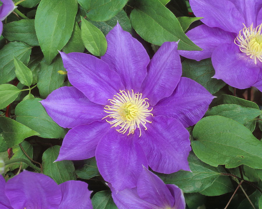 Clematis Photograph by GYRO PHOTOGRAPHY/amanaimagesRF