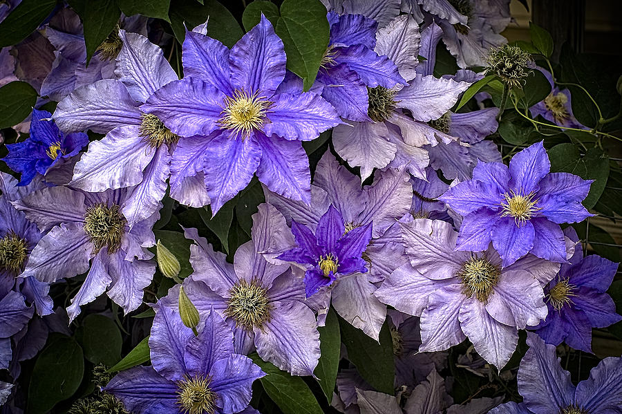 Flower Photograph - Clematis H by Wayne Meyer