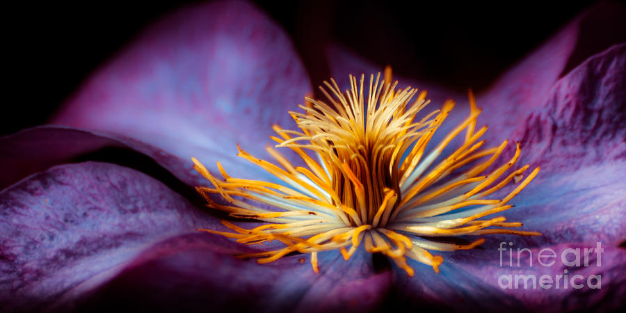 Clematis Photograph by Hannes Cmarits