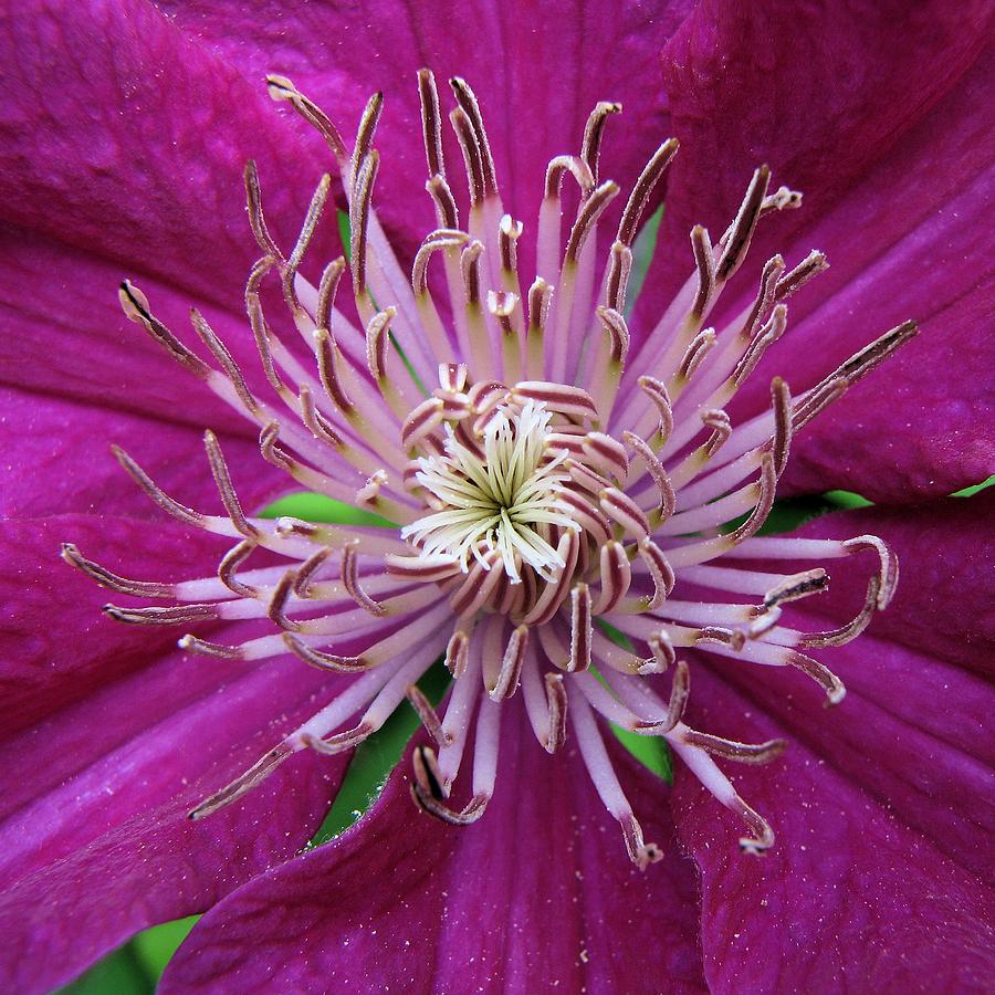 Clematis Heart Photograph by Lora Fisher