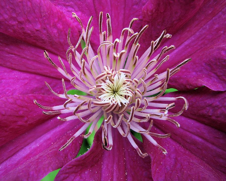 Clematis Heart Two Photograph by Lora Fisher