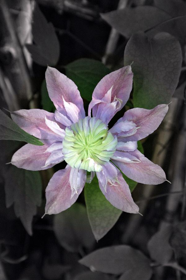 Clematis Photograph by Henry Kowalski