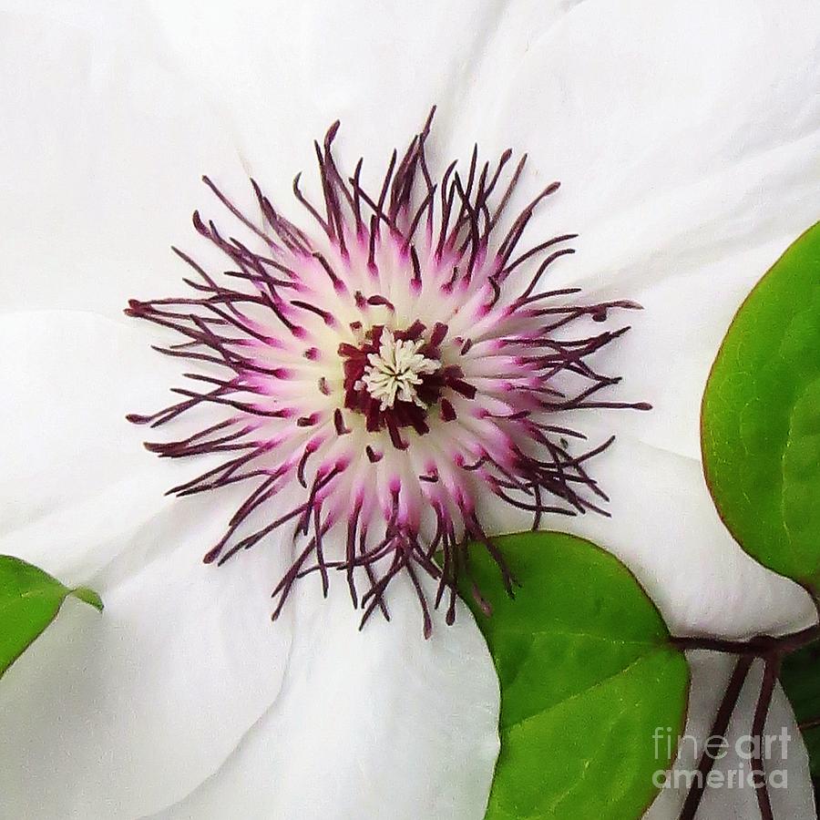 Clematis III Photograph by Scott Cameron