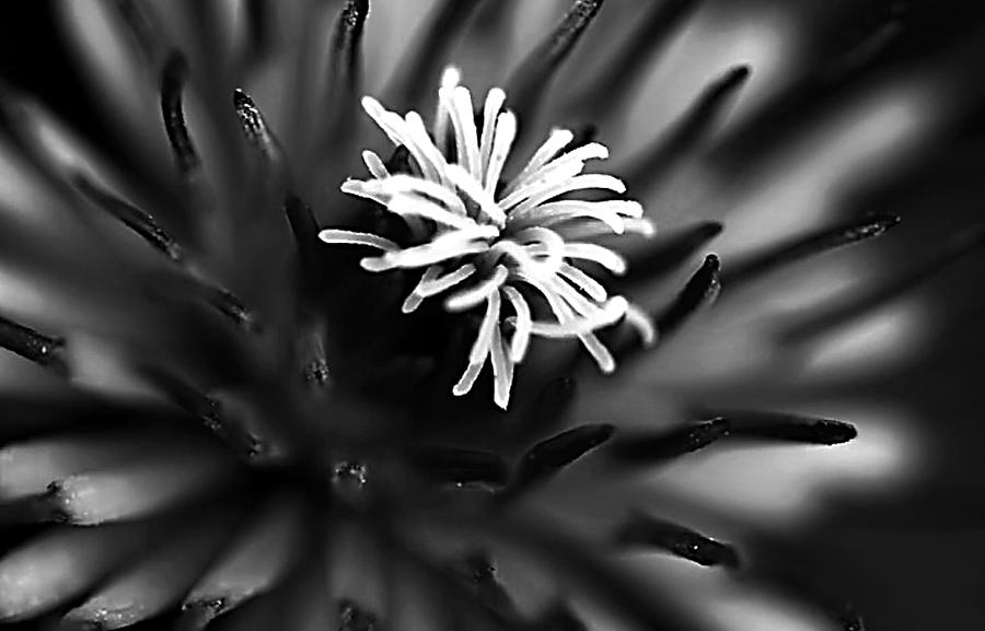 Clematis in Black and White Photograph by Anne Baldwin - Fine Art America