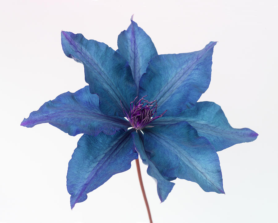 Flower Photograph - Clematis in delicate shades of blue and purple. by Rosemary Calvert
