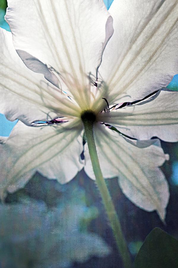 Clematis in Morning Sun Photograph by Michelle Calkins