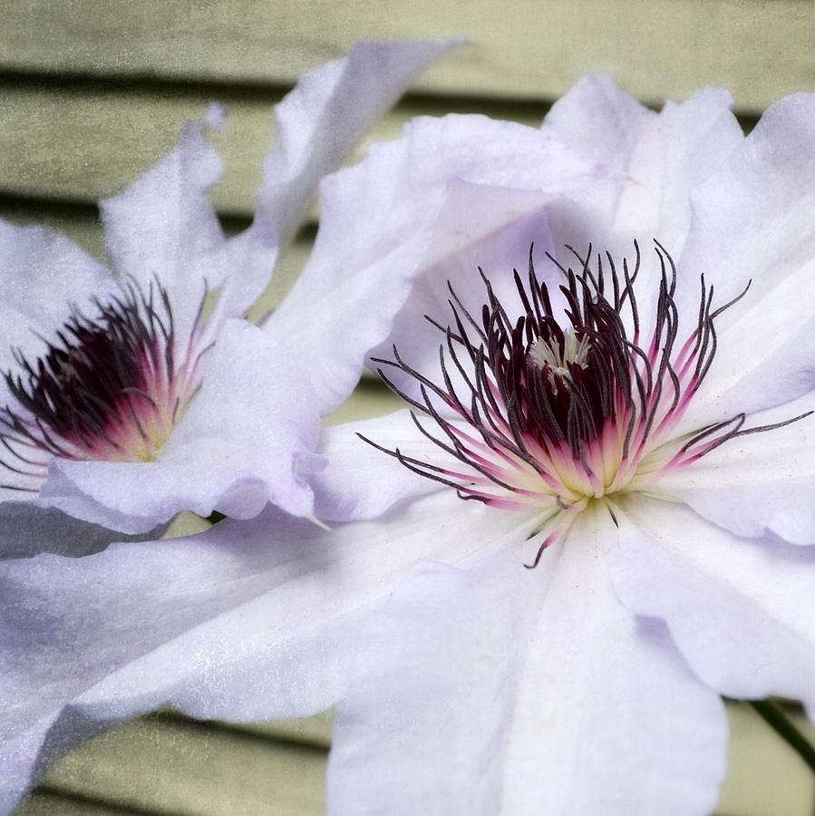 Clematis in Spring Photograph by Michelle Calkins