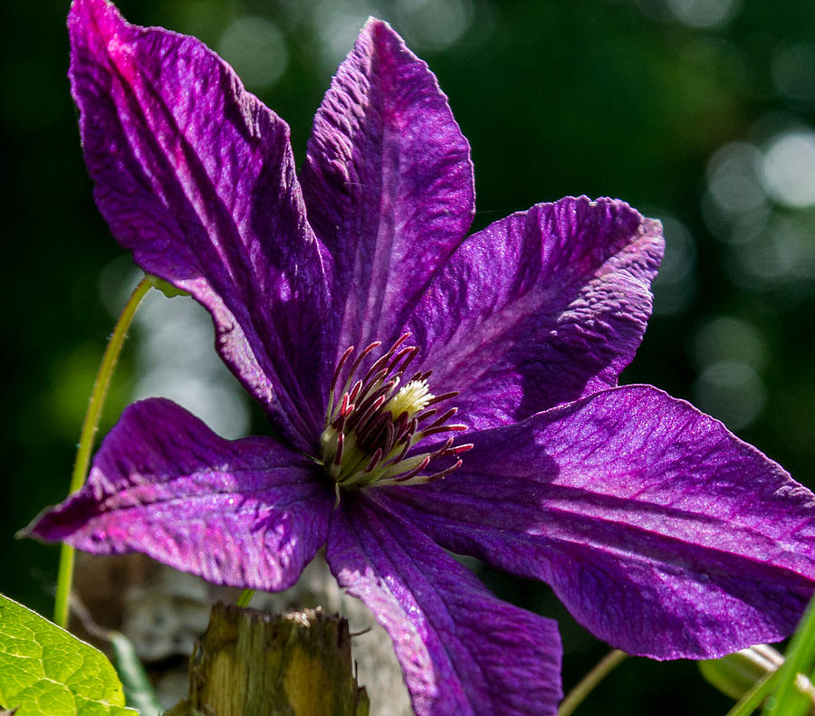 Clematis in the Early Morning Photograph by Douglas Barnett - Fine Art ...