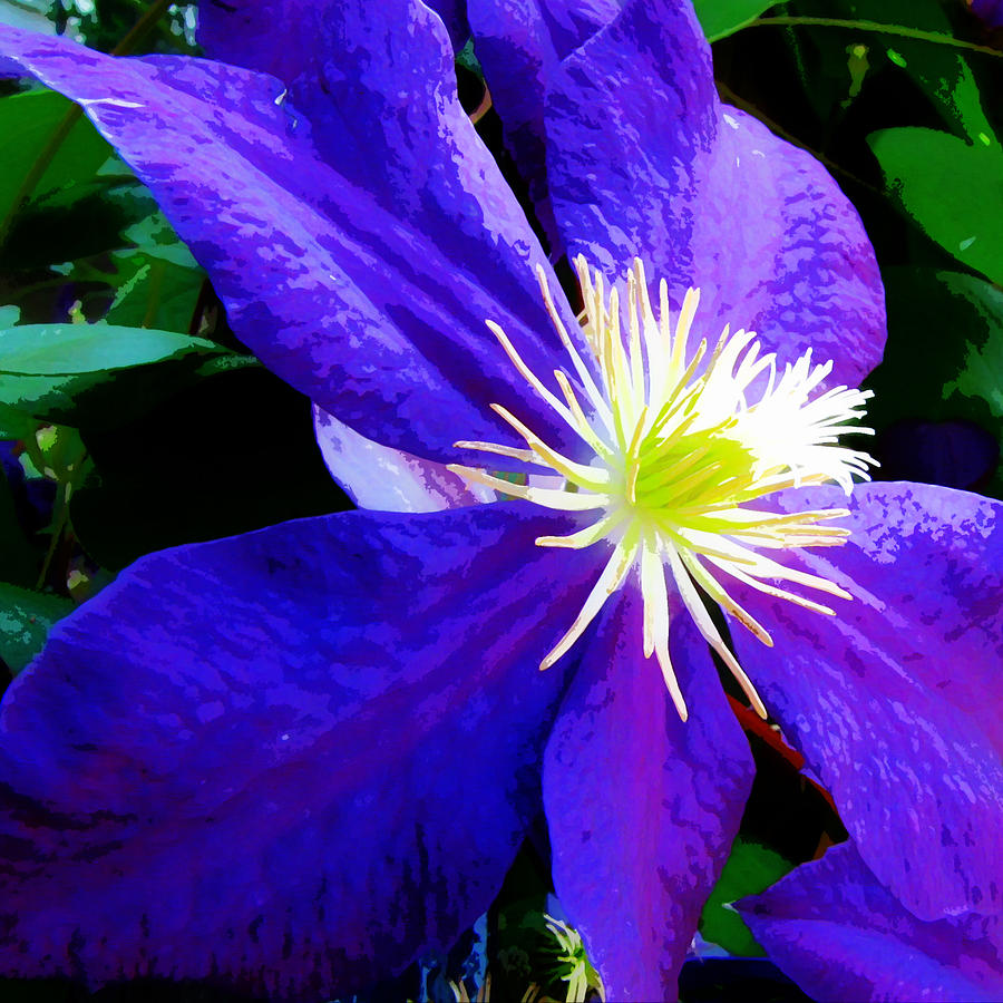 Clematis in watercolor Photograph by John Freidenberg