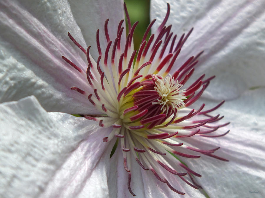 Clematis in White Upclose 2 Photograph by Duane McCullough