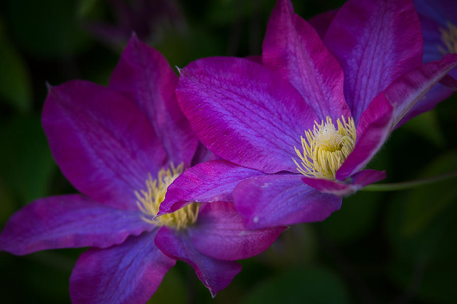 Clematis Photograph by Janis Knight