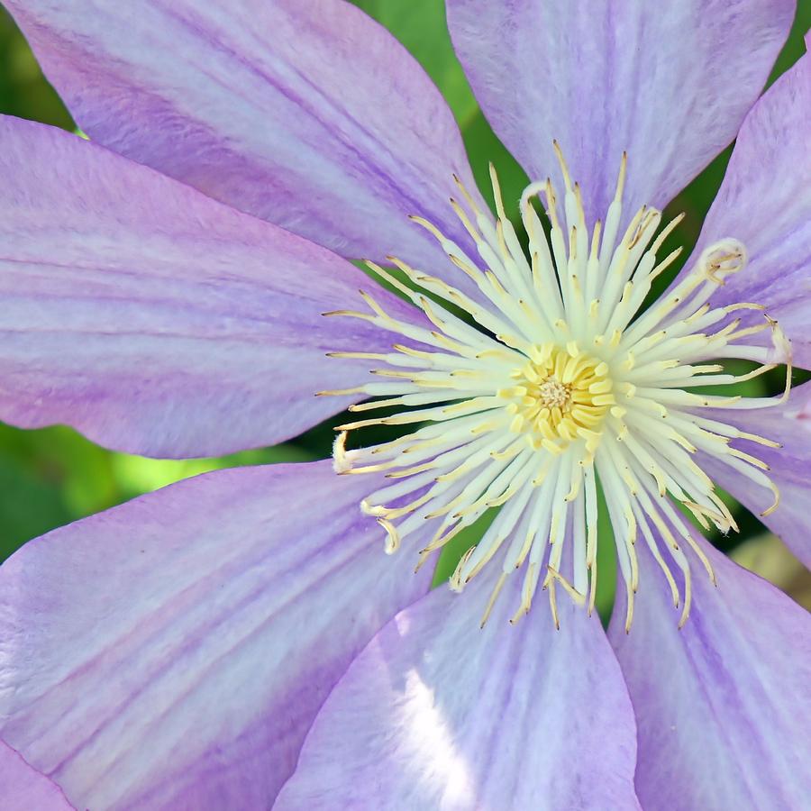 Clematis Photograph by Jenny Hudson