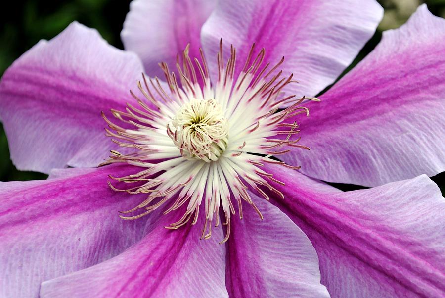 Clematis Photograph by Kelly Nowak