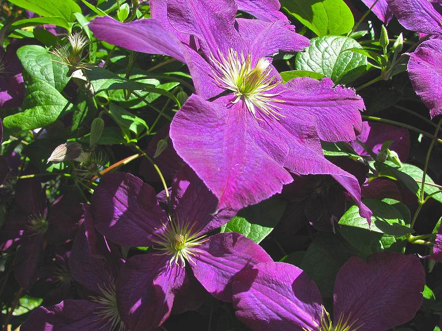 Clematis Photograph by Linda Williams