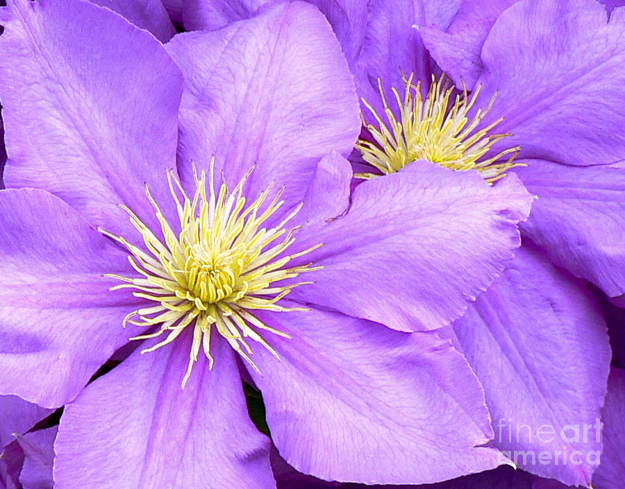 Clematis Macro Photograph by Jean Wright