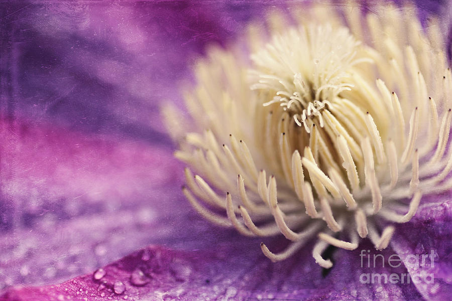 Clematis-macro photograph of a purple clematis Photograph by Sylvia Cook