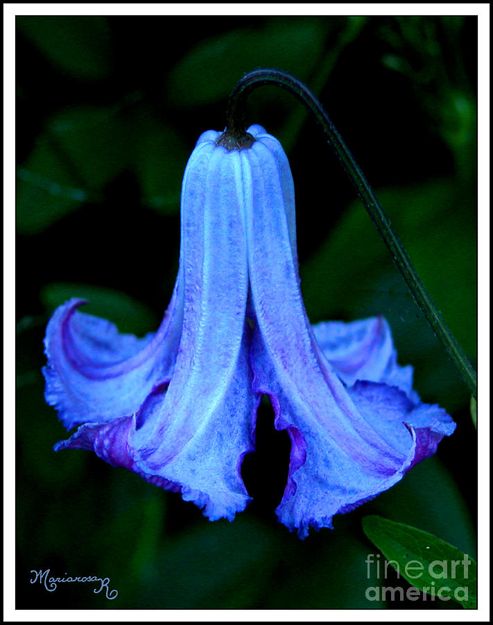 Clematis Photograph by Mariarosa Rockefeller