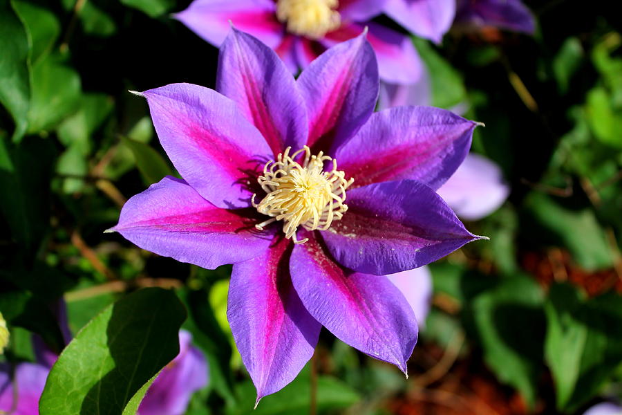 Clematis Photograph by Mary Koval - Fine Art America