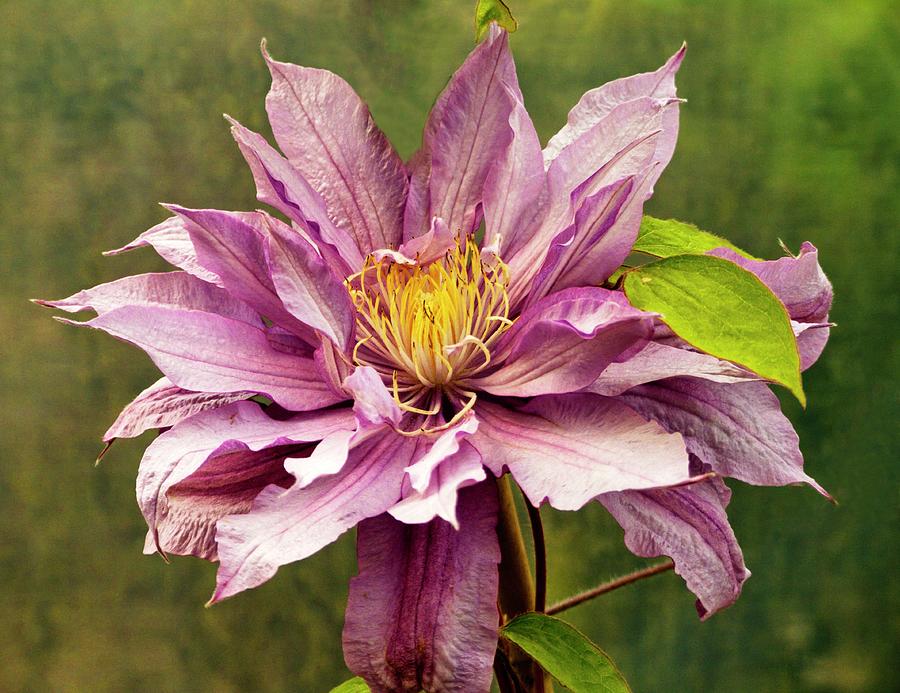 Clematis mrs Spencer Castle Photograph by Ian Gowland