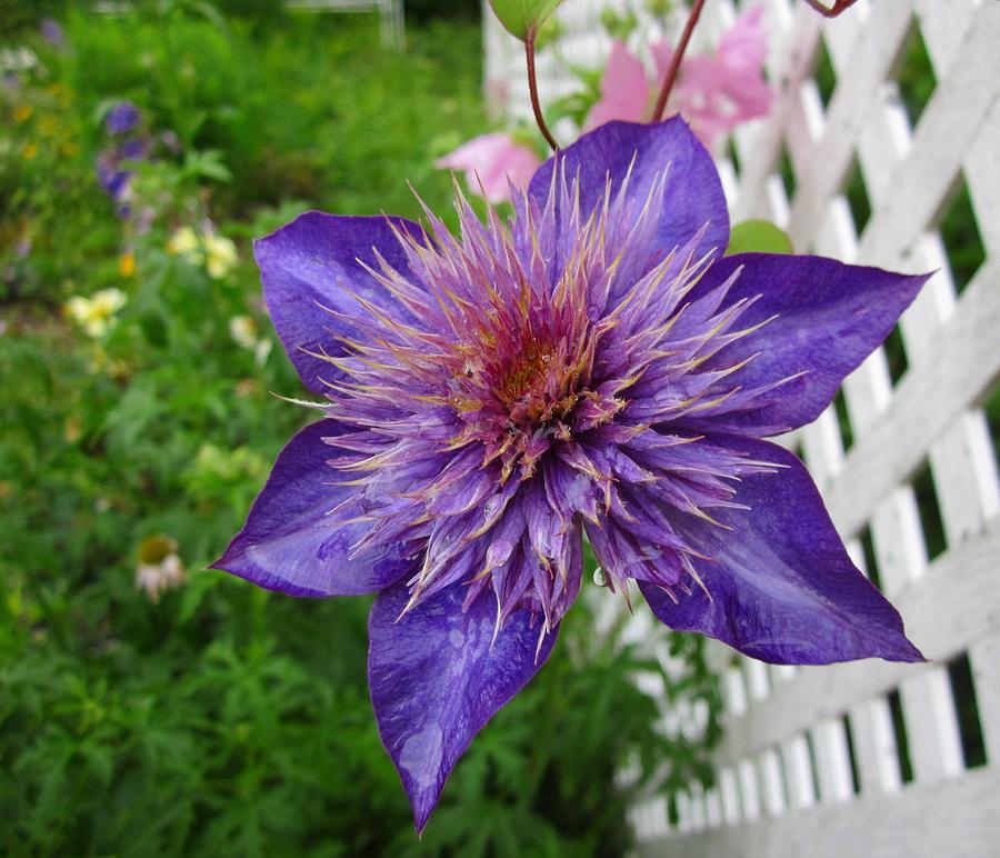 Clematis Photograph by MTBobbins Photography - Fine Art America