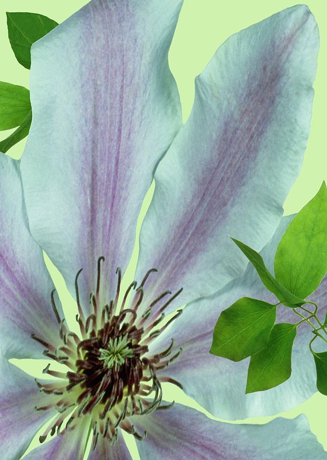 Still Life Photograph - Clematis nelly Moser by Archie Young