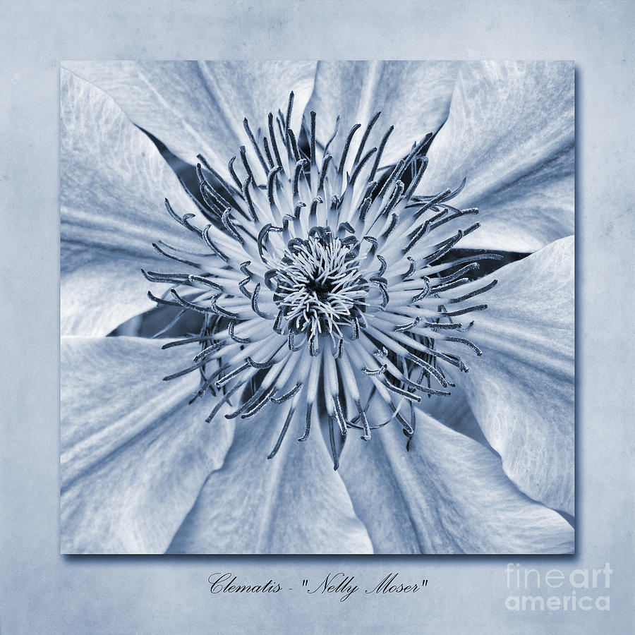 Flower Photograph - Clematis Nelly Moser Cyanotype by John Edwards