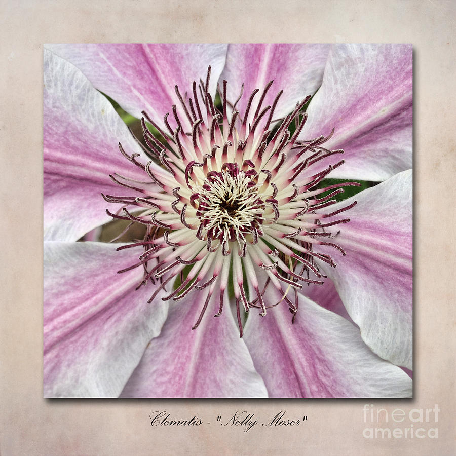 Flower Photograph - Clematis Nelly Moser by John Edwards