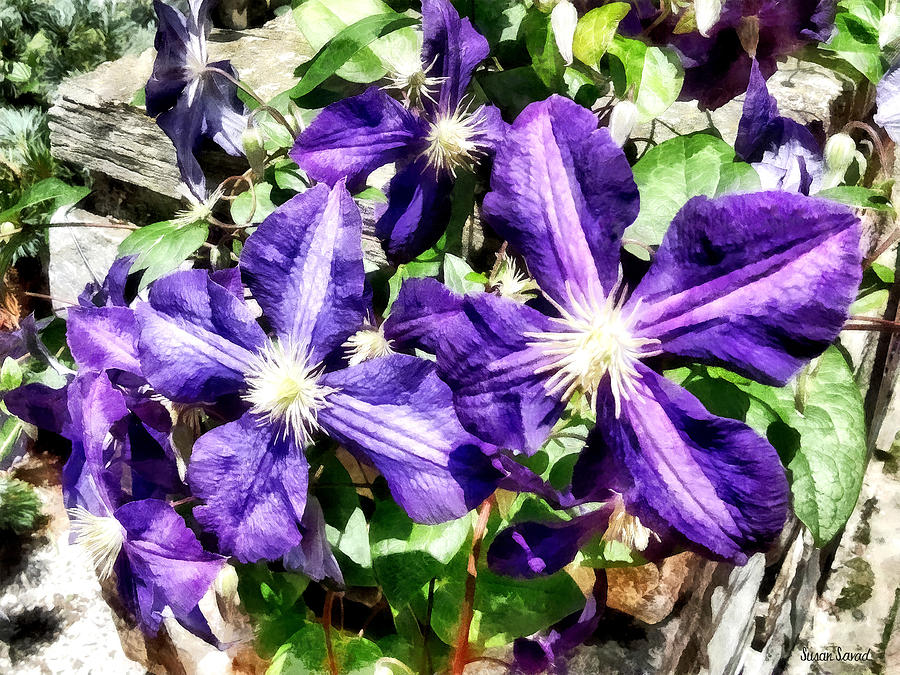 Clematis on a Stone Wall Photograph by Susan Savad